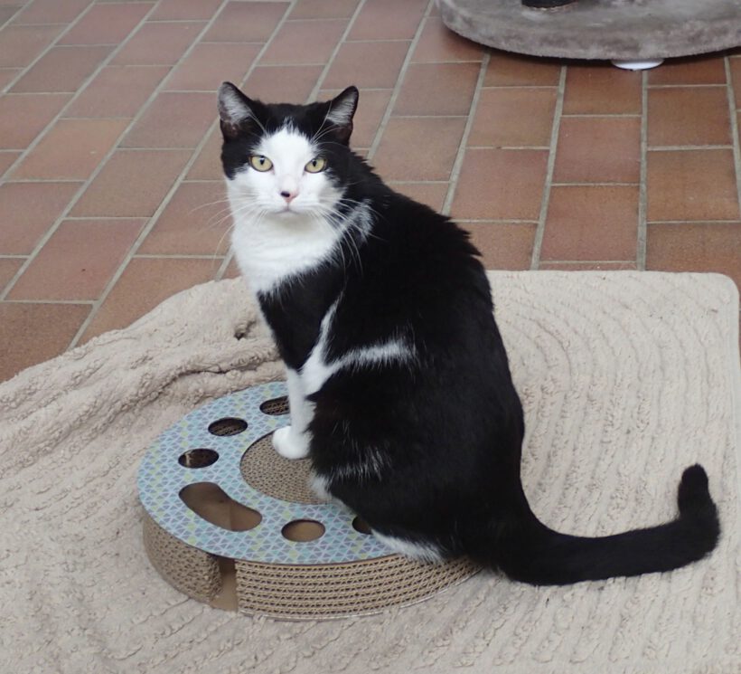 Himari, ca. 3 Jahre
