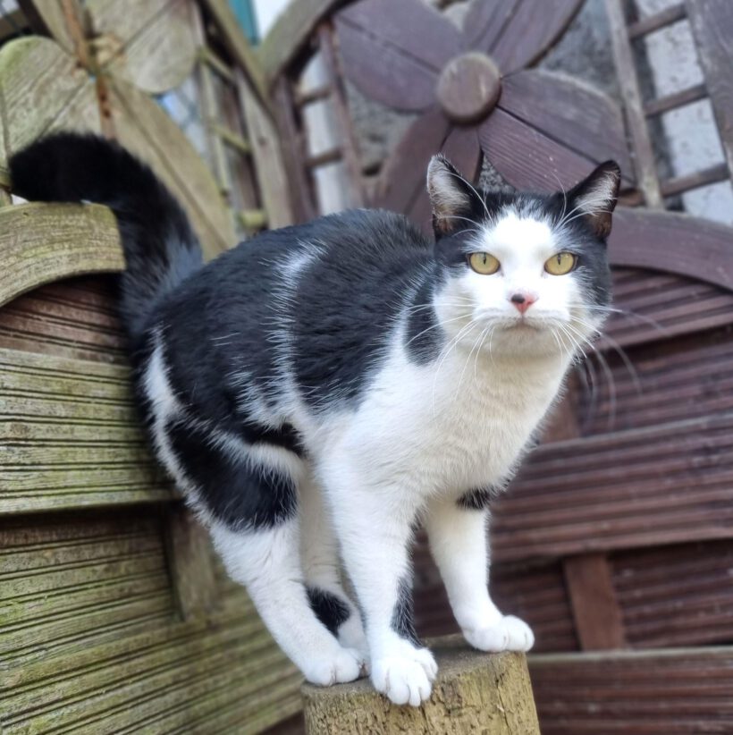 Himari, ca. 3 Jahre Himari, ca. 3 Jahre