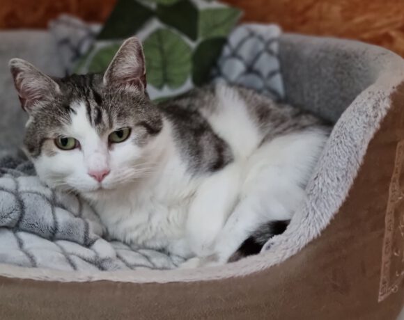 Kasimir, Jackson & Quinny