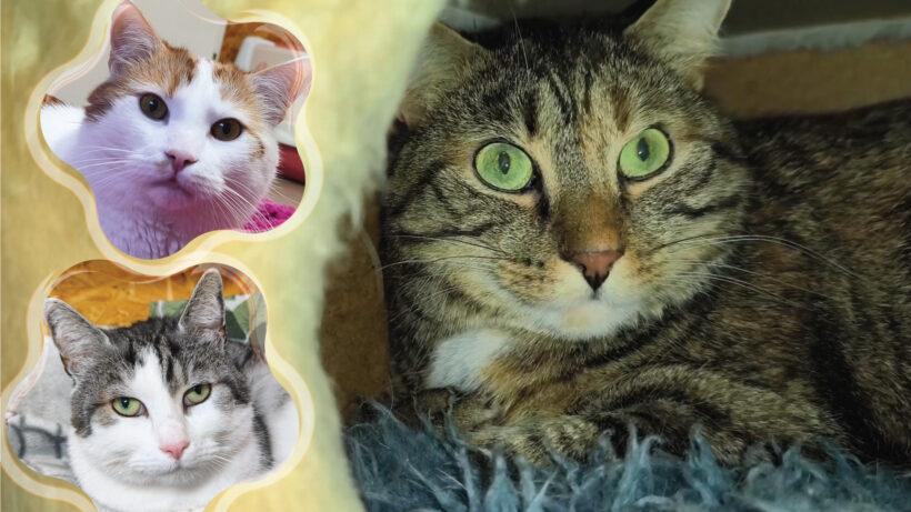 Kasimir, Jackson & Quinny