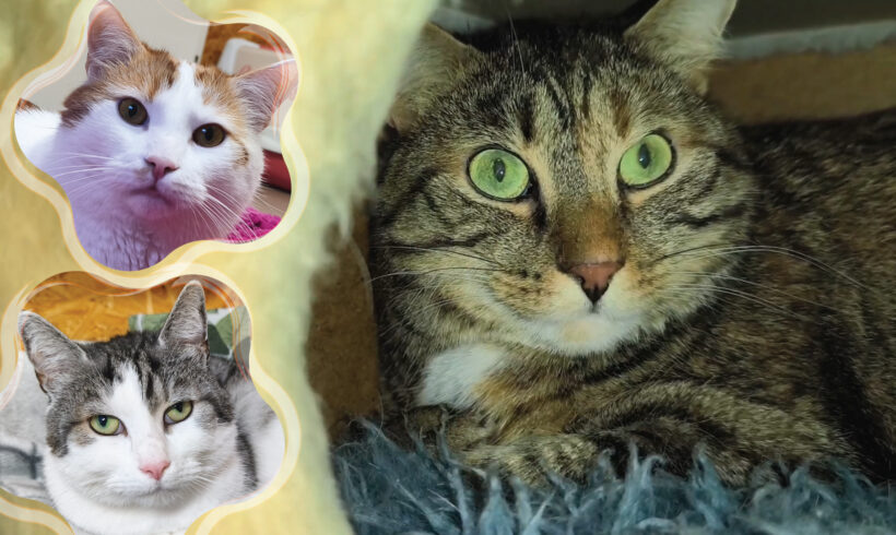 Kasimir, Jackson & Quinny