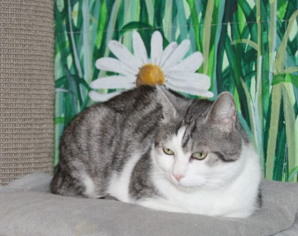 Kasimir, Jackson & Quinny