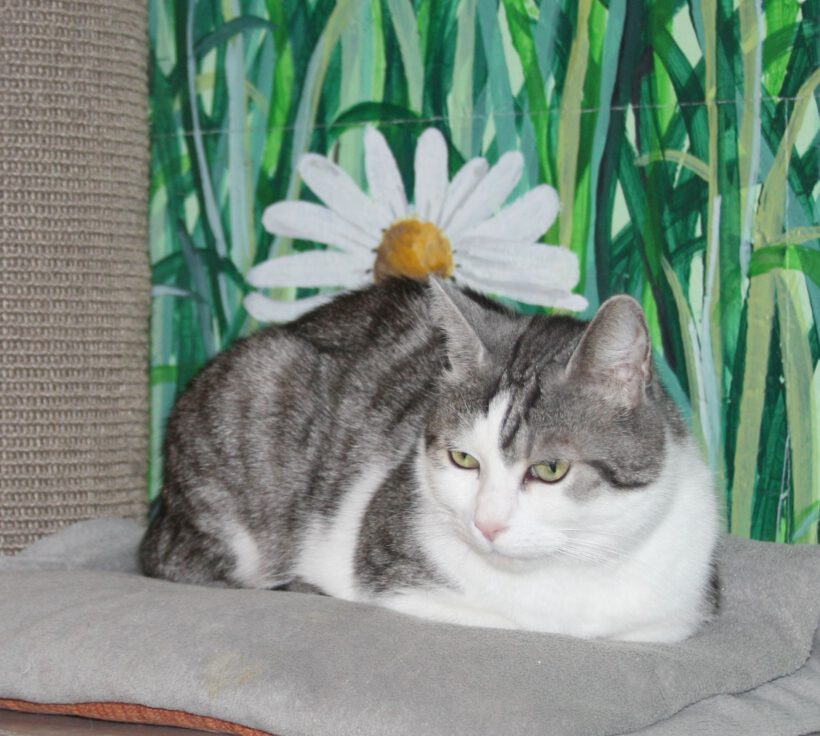 Kasimir, Jackson & Quinny