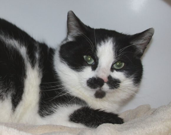 Mogli, ca. 3 Jahre Mogli, ca. 3 Jahre