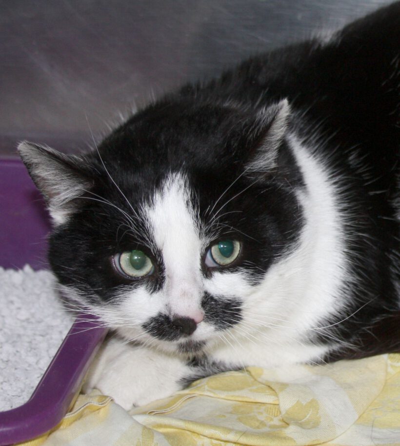 Mogli, ca. 3 Jahre Mogli, ca. 3 Jahre