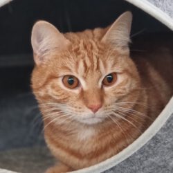 Sylvester, ca. 1,5 Jahre