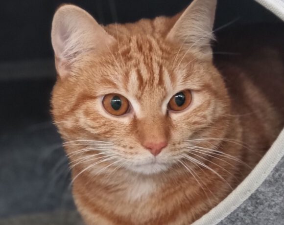 Sylvester, ca. 1,5 Jahre