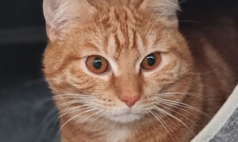 Sylvester, ca. 1,5 Jahre