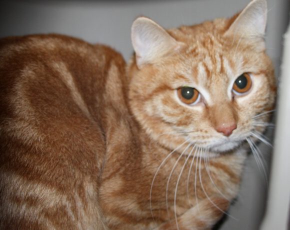 Sylvester, ca. 1,5 Jahre