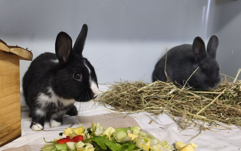 Toasty & Bagel Toasty & Bagel