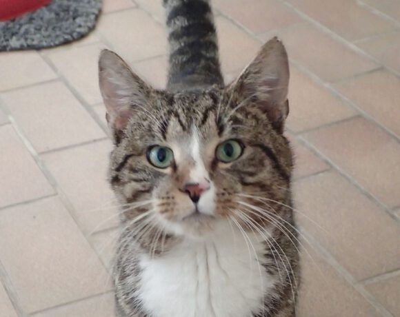 Tofu, ca. 2 Jahre  (reserviert)