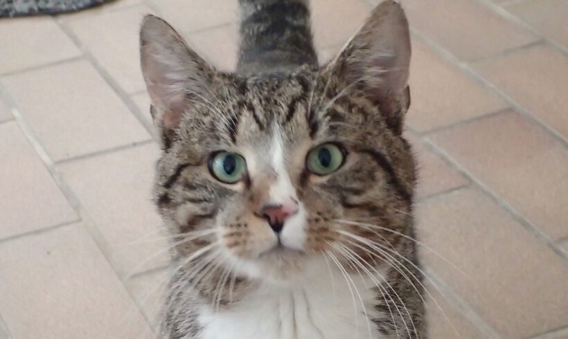 Tofu, ca. 2 Jahre  (reserviert)