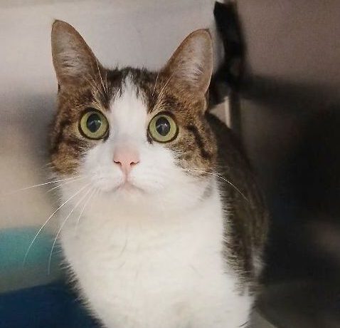 Trudi, ca. 3,5 Jahre