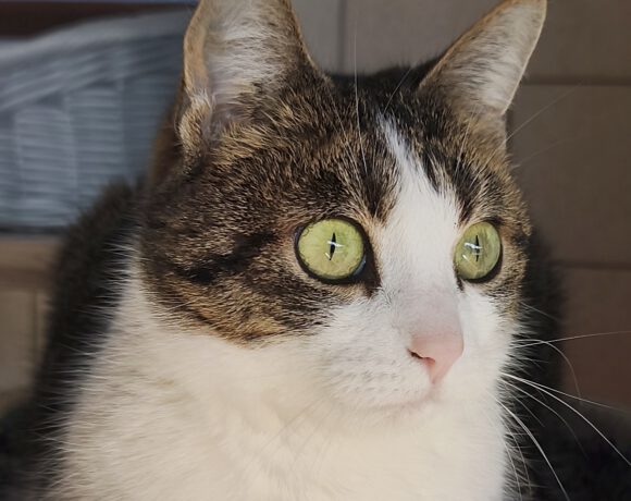 Trudi, ca. 3,5 Jahre Trudi, ca. 3,5 Jahre