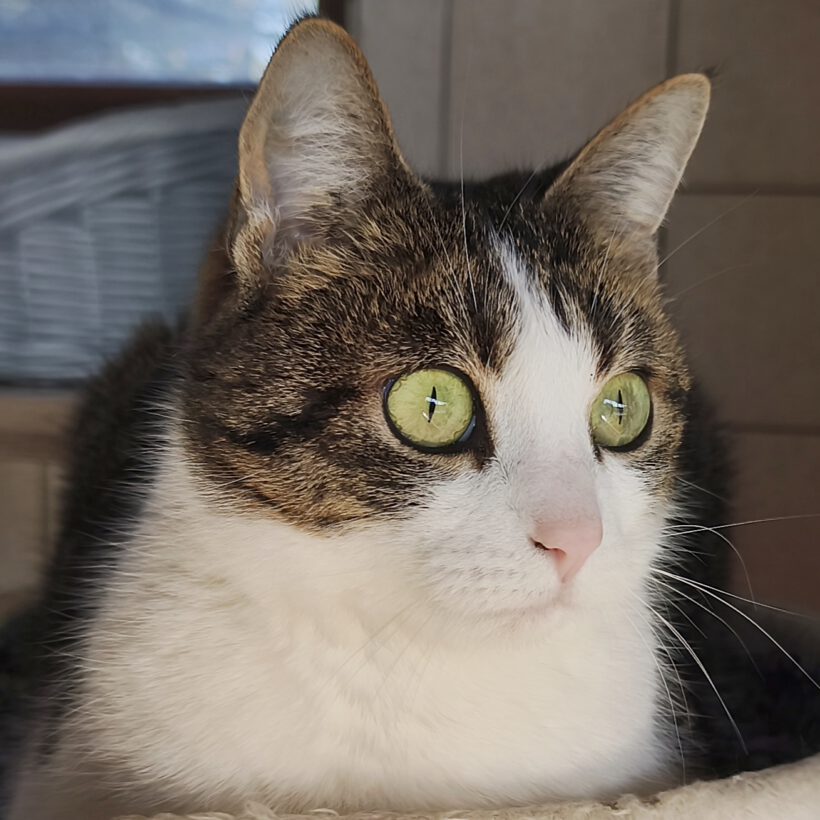 Trudi, ca. 3,5 Jahre