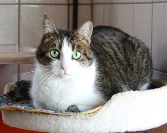 Trudi, ca. 3,5 Jahre Trudi, ca. 3,5 Jahre