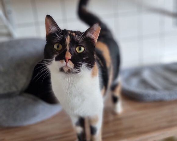 Zura, ca. 2 Jahre