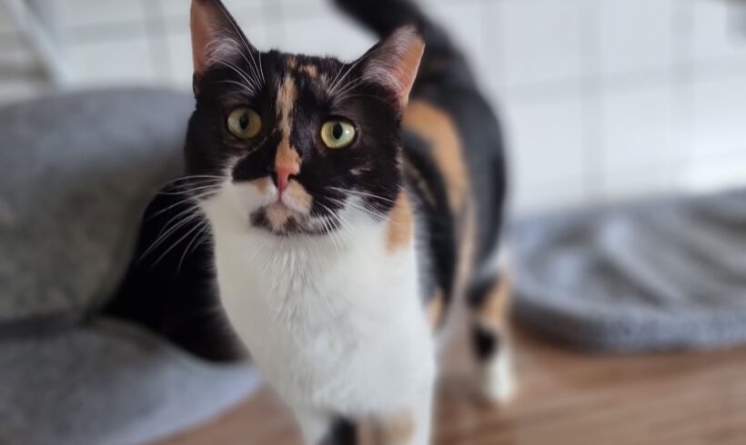 Zura, ca. 2 Jahre