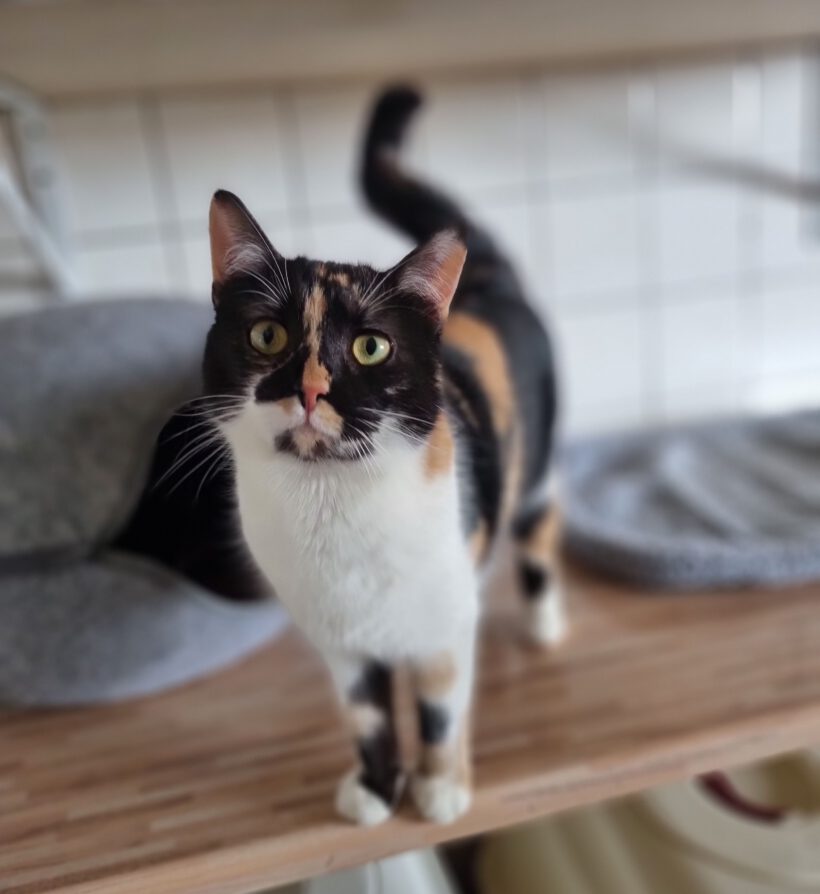 Zura, ca. 2 Jahre Zura, ca. 2 Jahre