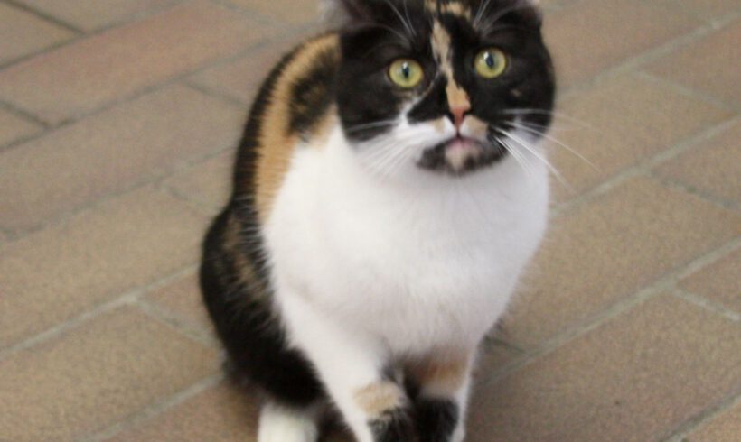 Zura, ca. 2 Jahre (reserviert)