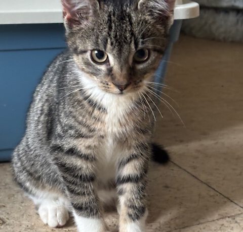 Fibi, ca. 4 Monate Fibi, ca. 4 Monate