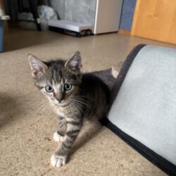 Floh, Fussel, Fips & Fibi