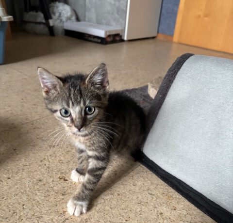 Floh, Fussel, Fips & Fibi