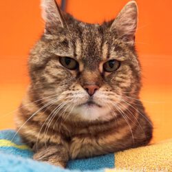 Katze in Meinersen gefunden Katze in Meinersen gefunden