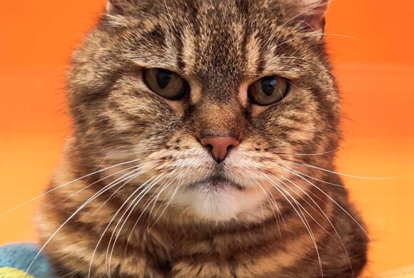 Katze in Meinersen gefunden