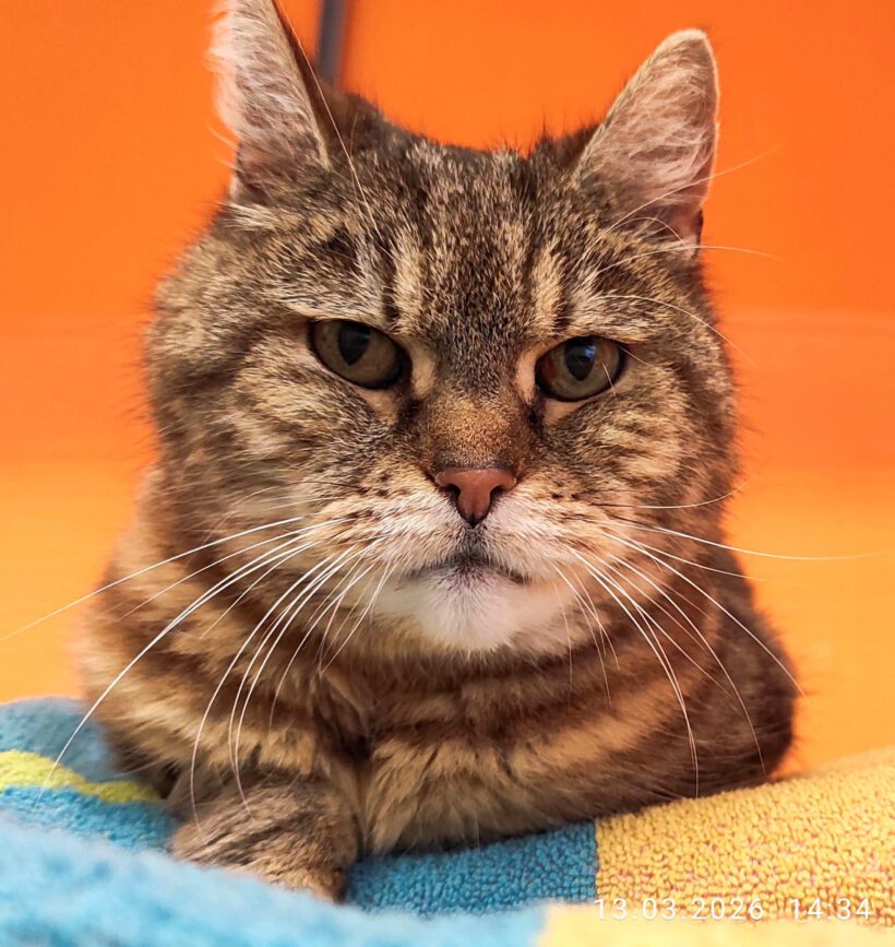 Katze in Meinersen gefunden Katze in Meinersen gefunden