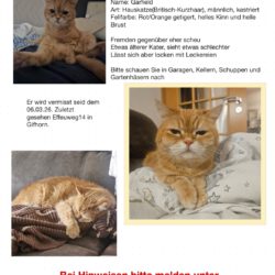 Garfield in Gifhorn vermisst Garfield in Gifhorn vermisst