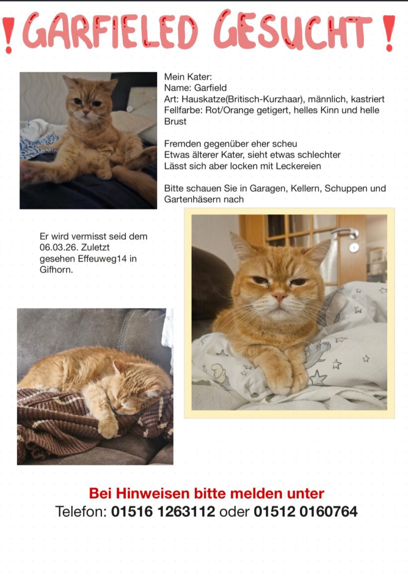 Garfield in Gifhorn vermisst
