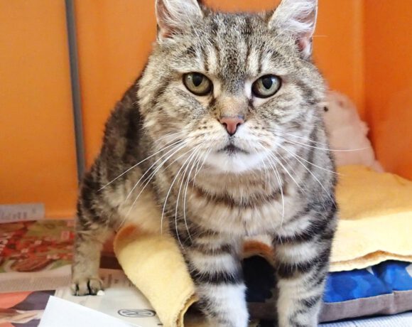 Gerda, ca. 5-6 Jahre