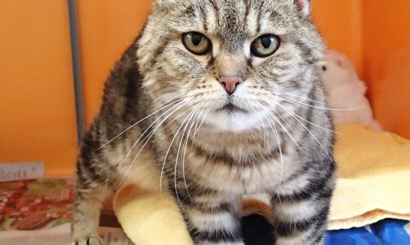 Gerda, ca. 5-6 Jahre