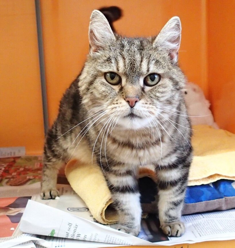 Gerda, ca. 5-6 Jahre