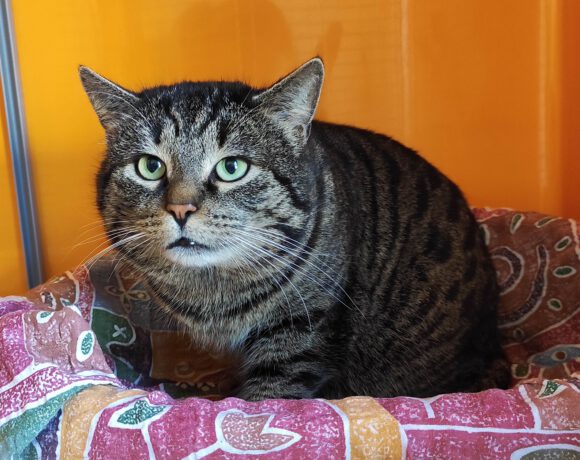 Knubbel, ca. 2 Jahre