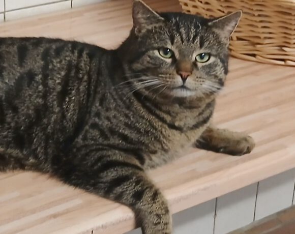 Knubbel, ca. 2 Jahre