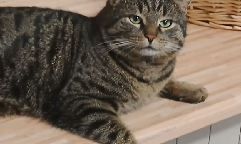 Knubbel, ca. 2 Jahre