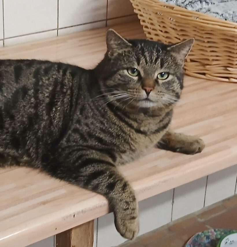 Knubbel, ca. 2 Jahre