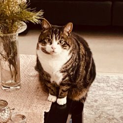 Murmel in Gifhorn vermisst Murmel in Gifhorn vermisst