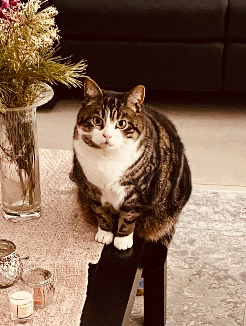 Murmel in Gifhorn vermisst