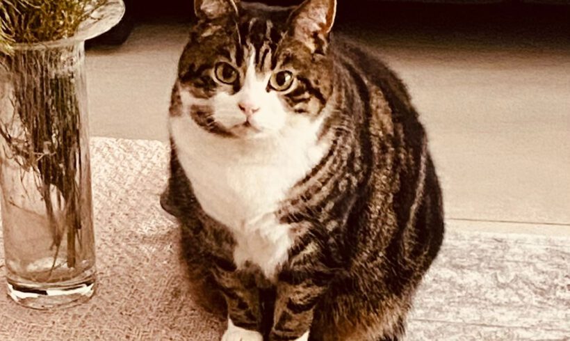 Murmel in Gifhorn vermisst