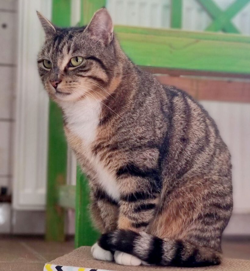 Sushi, ca. 3 Jahre Sushi, ca. 3 Jahre