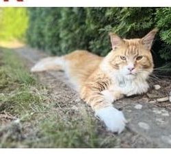 Thor in Wittingen vermisst Thor in Wittingen vermisst