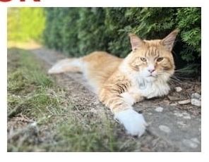 Thor in Wittingen vermisst