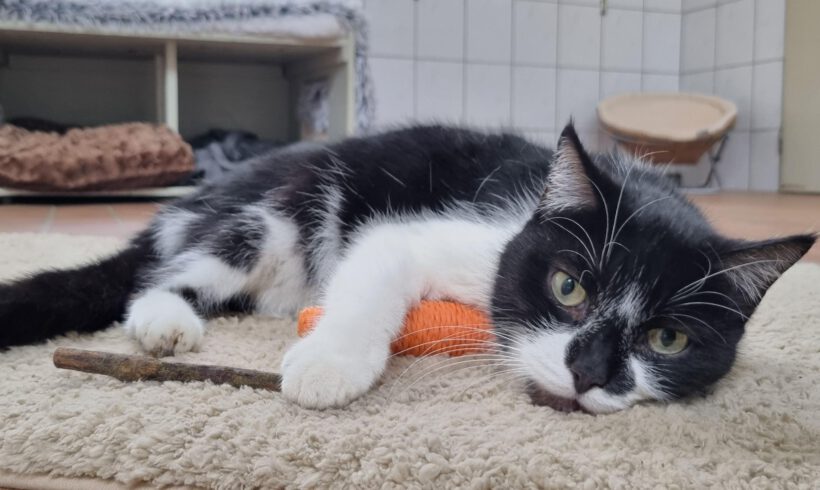 Curtis, ca. 5 Jahre (reserviert)