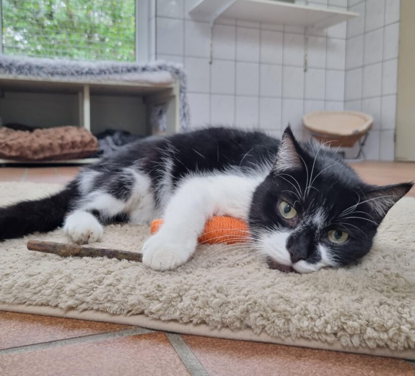 Curtis, ca. 5 Jahre (reserviert) Curtis, ca. 5 Jahre (reserviert)