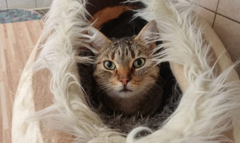 Filia, ca. 4 Jahre