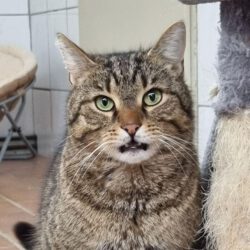Friedrich, ca. 3 Jahre