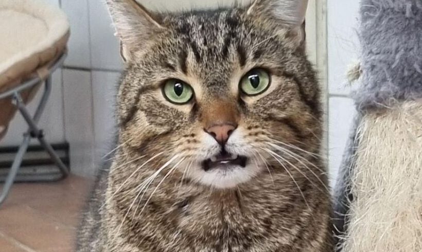 Friedrich, ca. 3 Jahre